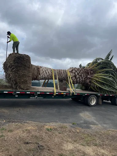 Castillo Groundworks recent landscape project — Los Angeles