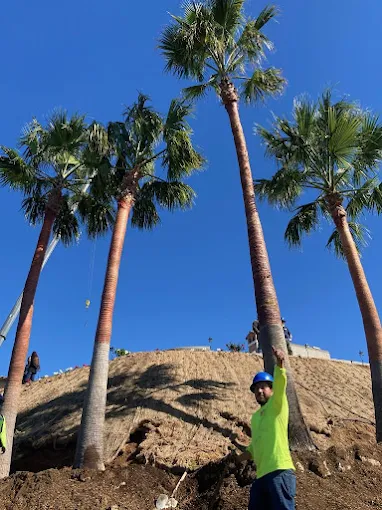 Palm tree planting work in Los Angeles